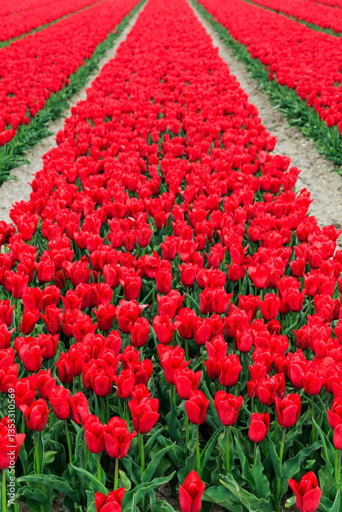 Europe, Netherlands, Flevoland. Dutch Tulip fields.