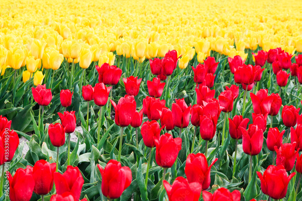 Europe, Netherlands, Flevoland. Dutch Tulip fields.