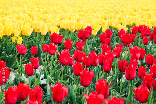 Obraz na płótnie Europe, Netherlands, Flevoland. Dutch Tulip fields. w salonie