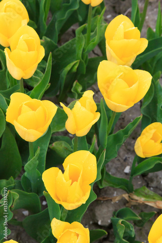 Europe, Netherlands, Flevoland. Dutch Tulip fields.