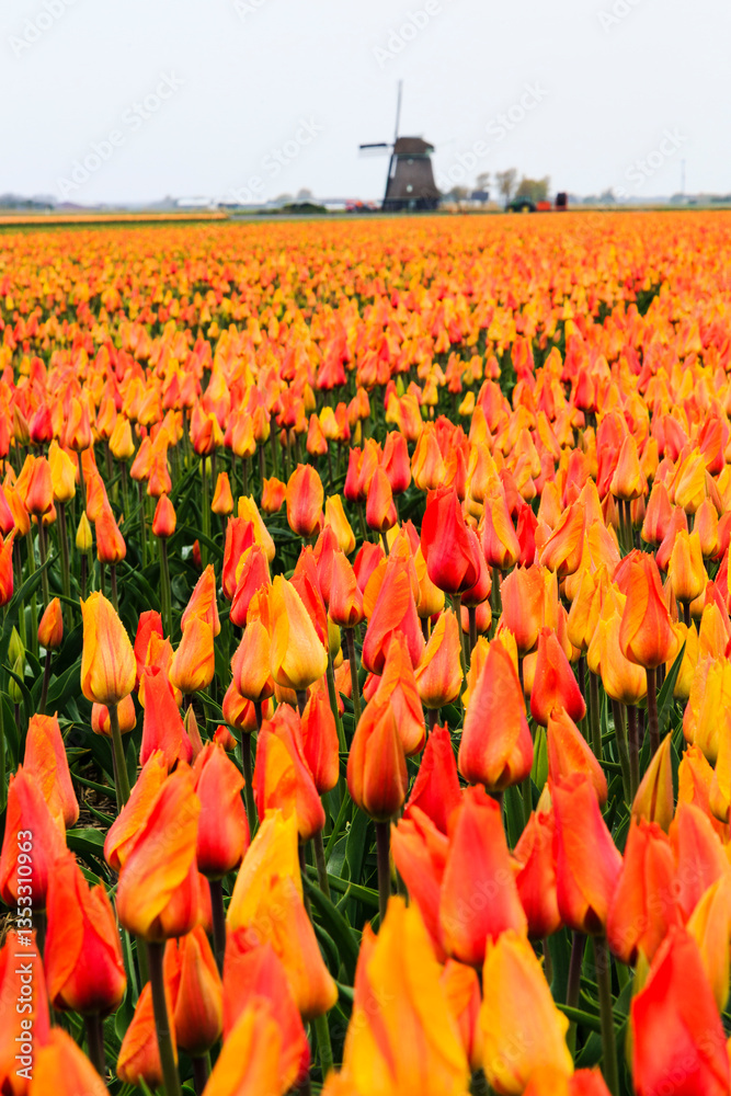 Europe, Netherlands, Flevoland. Dutch Tulip fields. Windmill in background.