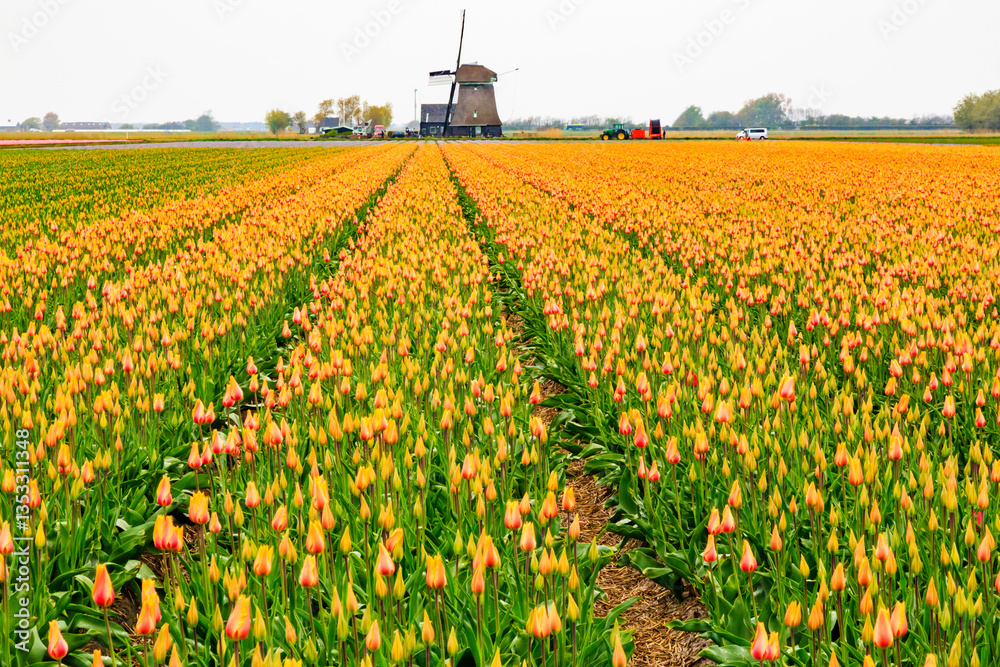 Europe, Netherlands, Flevoland. Dutch Tulip fields. Windmill in background.