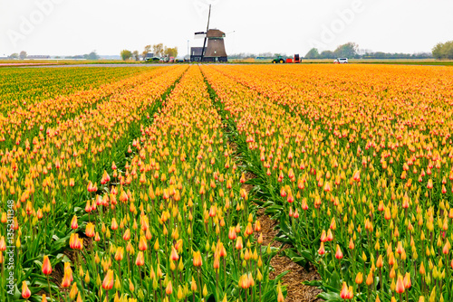 Obraz na płótnie Europe, Netherlands, Flevoland. Dutch Tulip fields. Windmill in background. w salonie