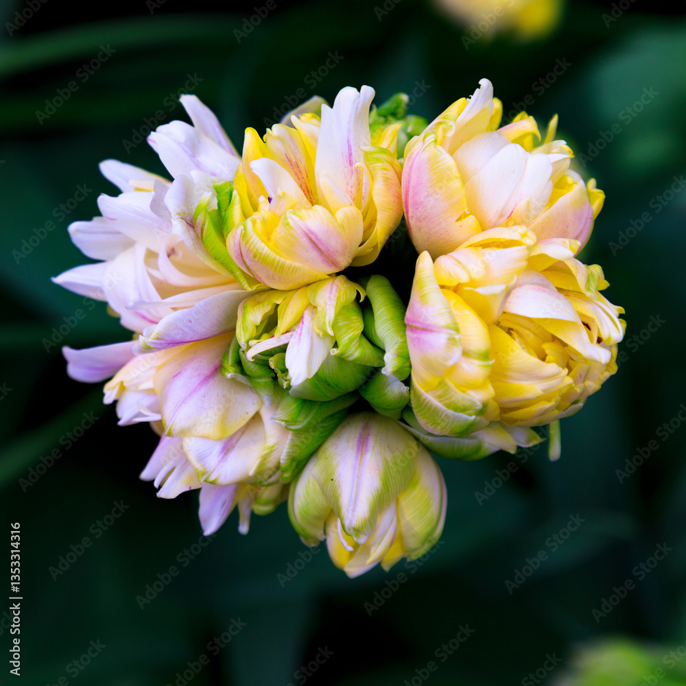 Europe, Netherlands, Flevoland. Flower close-up.