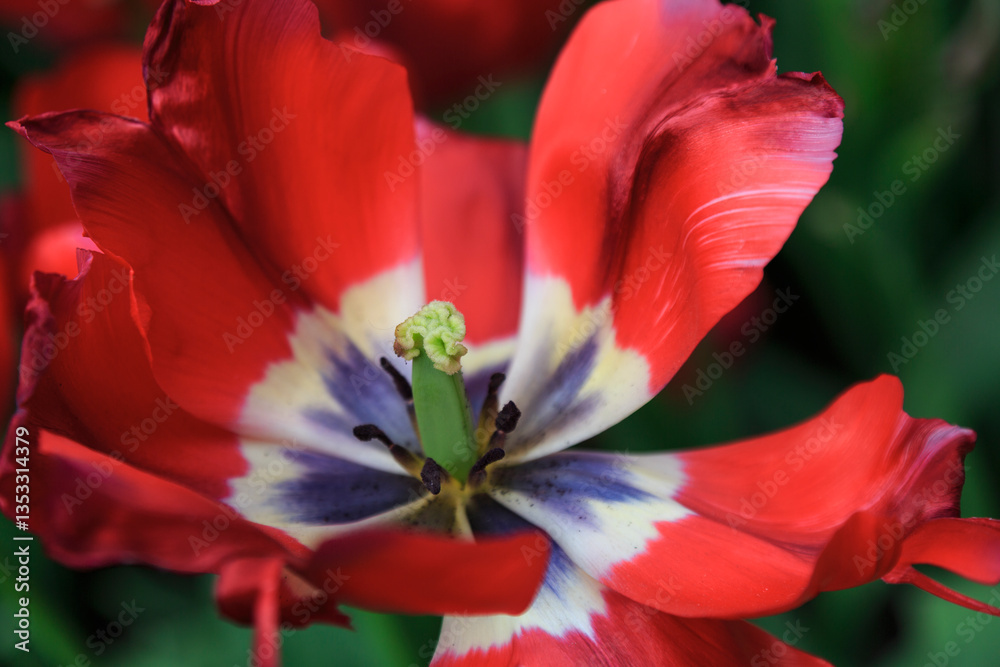 Europe, Netherlands, Flevoland. Dutch tulips in fields.