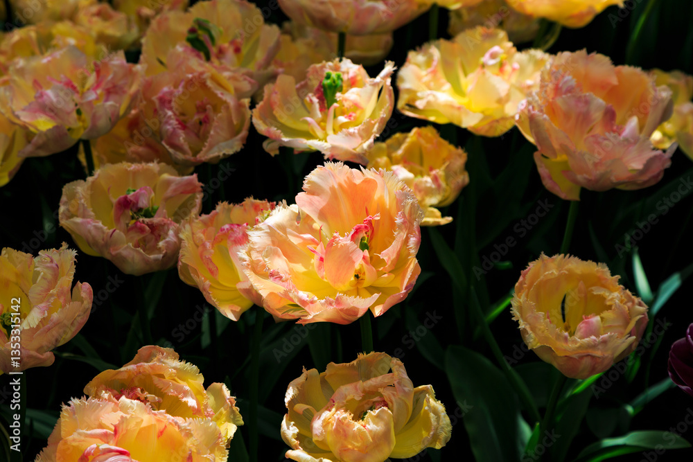 Europe, Netherlands, Flevoland. Dutch tulips in fields.