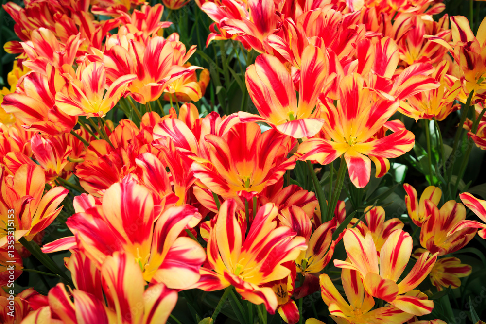 Europe, Netherlands, Flevoland. Dutch tulips in fields.