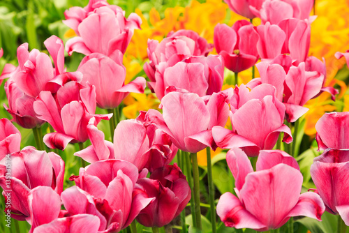Obraz na płótnie Europe, Netherlands, Flevoland. Dutch tulips in fields. w salonie