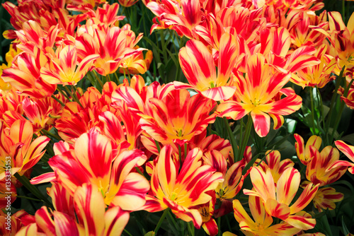 Obraz na płótnie Europe, Netherlands, Flevoland. Dutch tulips in fields. w salonie