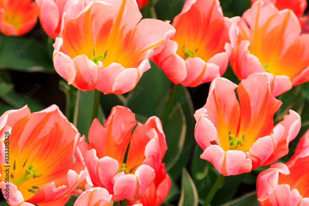 Europe, Netherlands, Flevoland. Dutch tulips in fields.