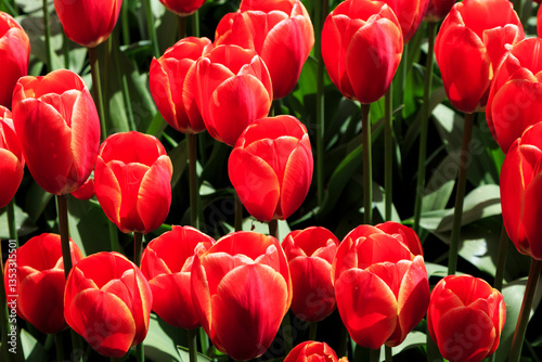 Obraz na płótnie Europe, Netherlands, Flevoland. Dutch tulips in fields. w salonie