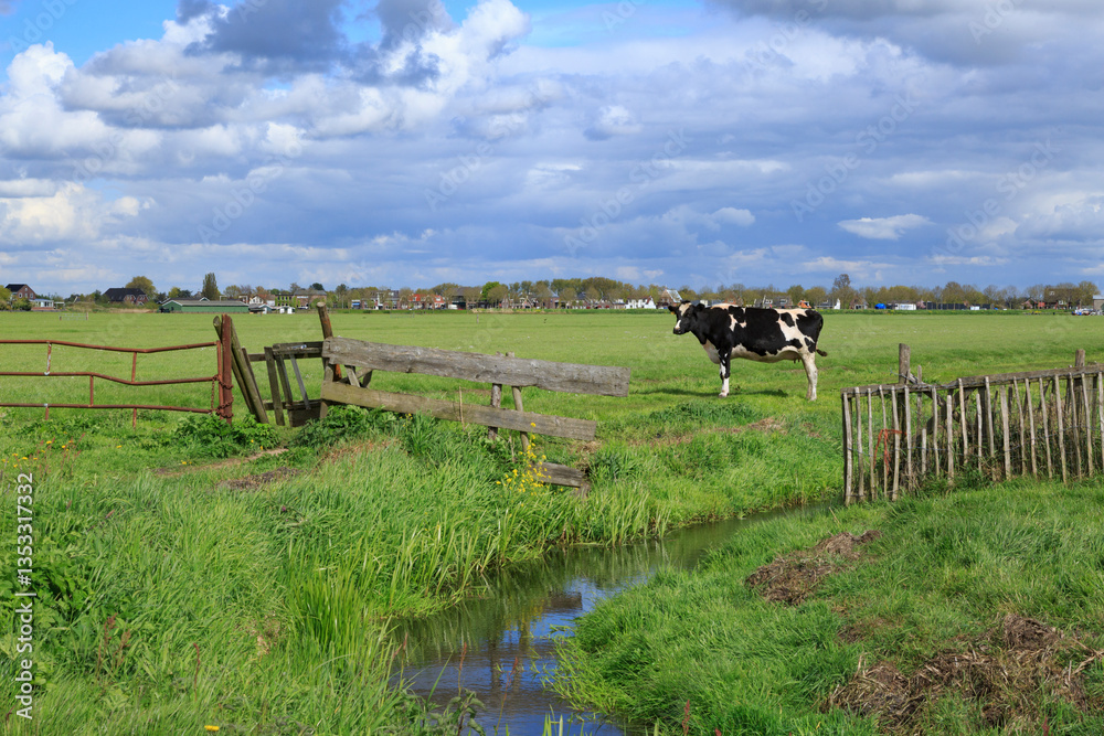 Europe, Netherlands, North Holland. Dutch Cows in field.
