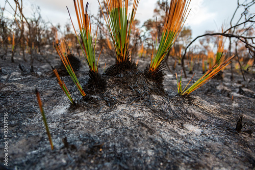Stumps of grass trees recovering two weeks after a bushfire