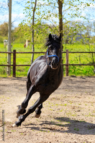 Obraz na płótnie Europe, the Netherlands, Friesland Arabian horses being trained in area. w salonie