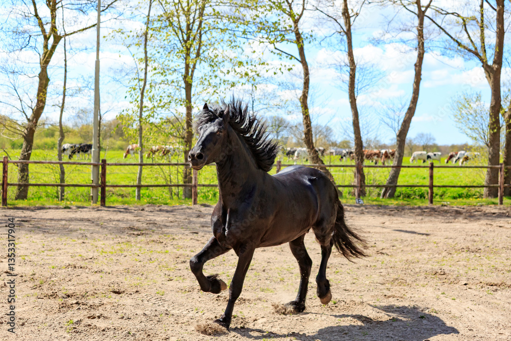 Europe, the Netherlands, Friesland Arabian horses being trained in area.