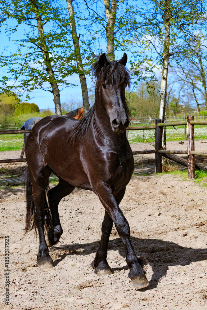 Europe, the Netherlands, Friesland Arabian horses being trained in area.