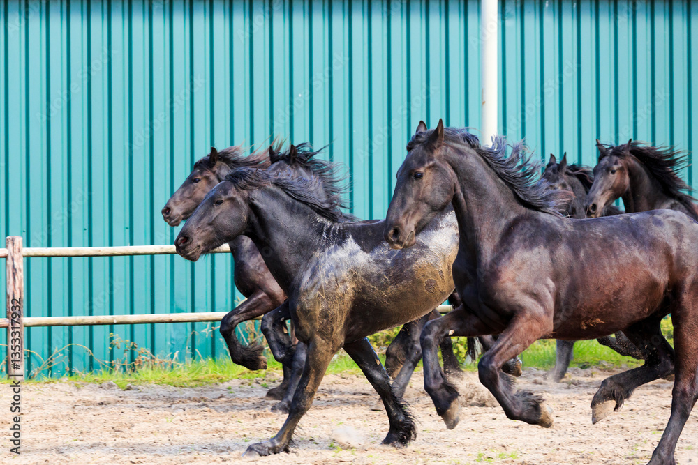 Europe, the Netherlands, Friesland Arabian horses being trained in area.