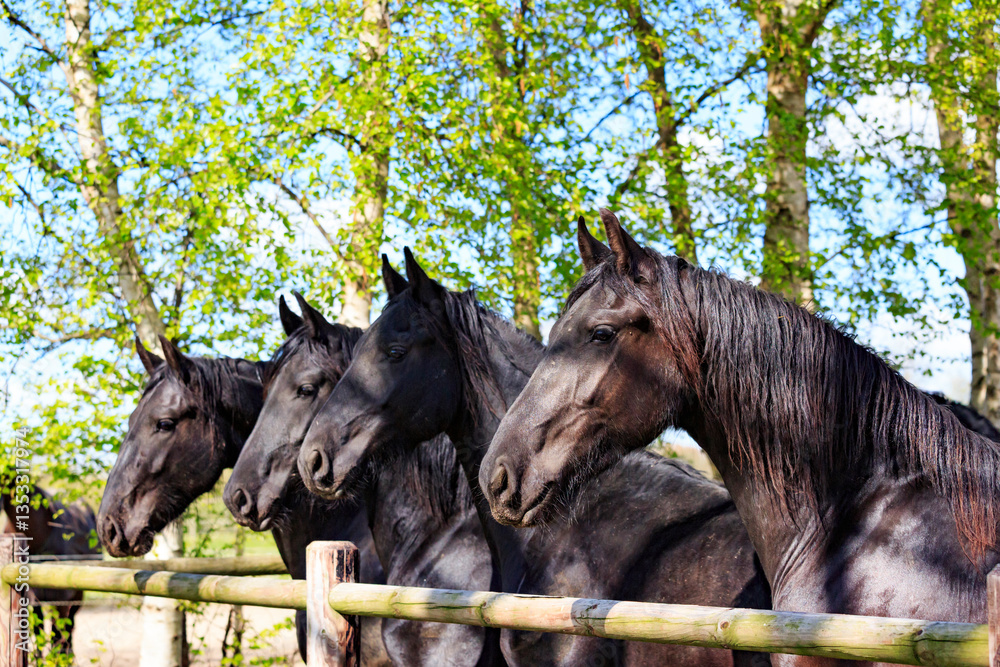 Europe, the Netherlands, Friesland Arabian horses being trained in area.