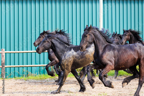Obraz na płótnie Europe, the Netherlands, Friesland Arabian horses being trained in area. w salonie