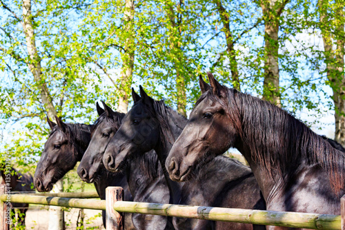 Obraz na płótnie Europe, the Netherlands, Friesland Arabian horses being trained in area. w salonie