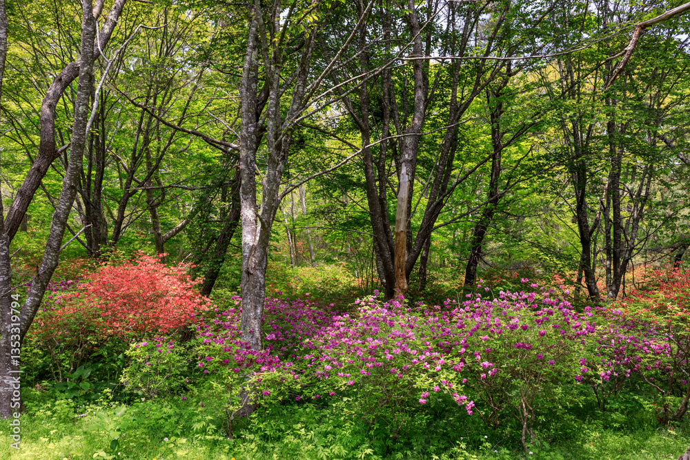 Naklejka premium 北海道新冠町、判官館森林公園のつつじの森【5月】