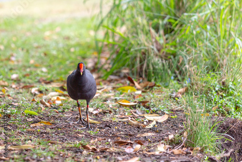 Native bird photo