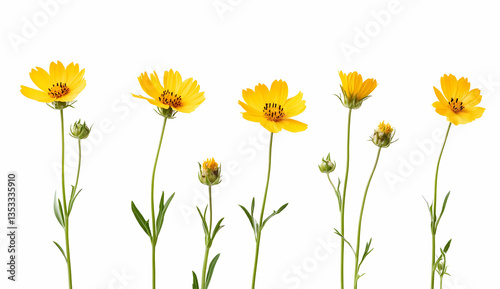 Yellow Wildflowers Growing in the Same Direction in a Bright Scene