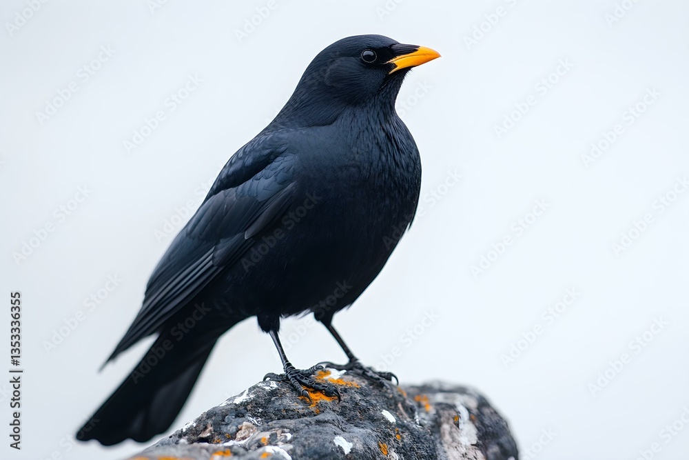 Black Bird Sitting on Stone Surface Against White Background Black Bird Sitting on Stone Surface Against White Background