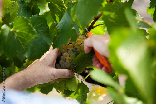 Person harvesting grapes with fruit picking shear grape snip photo