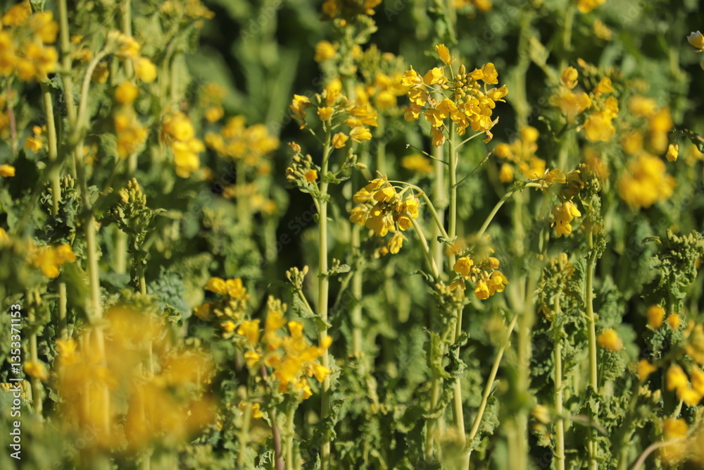 a field of flowers a field of flowers