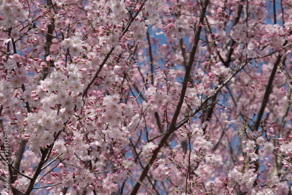 Obraz premium Cherry blossoms of the 'Maihime' variety 