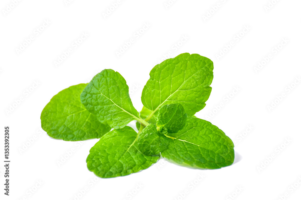 Fresh green mint leaf on white background. Bright, saturated leaves with clear texture Fresh green mint leaf on white background. Bright, saturated leaves with clear texture