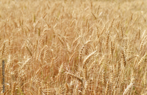 wheat field landscapes