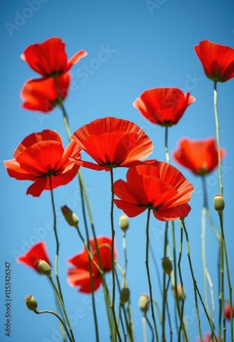 Vibrant red poppies bloom against a clear azure sky, contrast, horizon, blossom