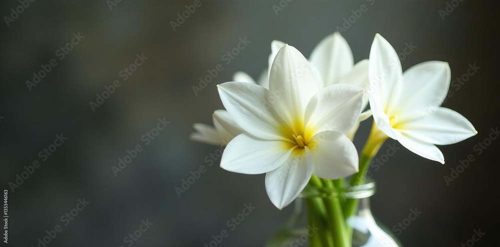 Close-up of delicate white freesias in a glass vase with blurred background, vibrant, home decor Close-up of delicate white freesias in a glass vase with blurred background, vibrant, home decor