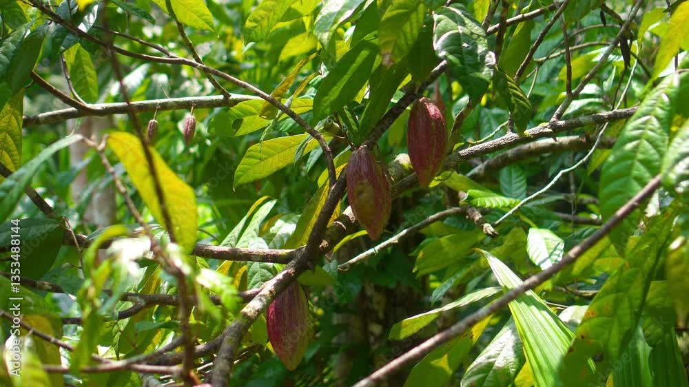 Many cacao beans grow on a tree with green leaves in a tropical forest on the island of Bali.