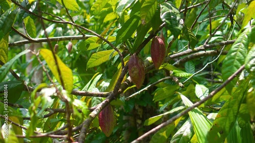 Many cacao beans grow on a tree with green leaves in a tropical forest on the island of Bali.