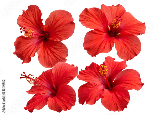 Set of tropical red hibiscus flowers isolated on transparent background, PNG. AI