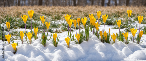 yellow crocus flowers in sn...