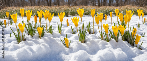 yellow crocus flowers in sn...