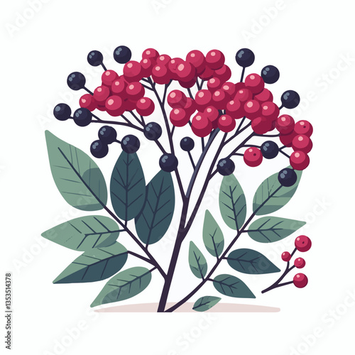 black, elderberry, berry, nature, healthy, herbal, branch, fruit, elder, fresh, organic, sambucus, food, botanical, background, wild, natural, green, plant, leaf, juicy, medicine, ripe, twig, red, ber