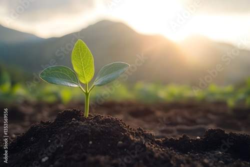 Small Green Seedling Growing in Sunlight with Mountain Background and Copy Space Concept of New Beginning and Personal Development.  