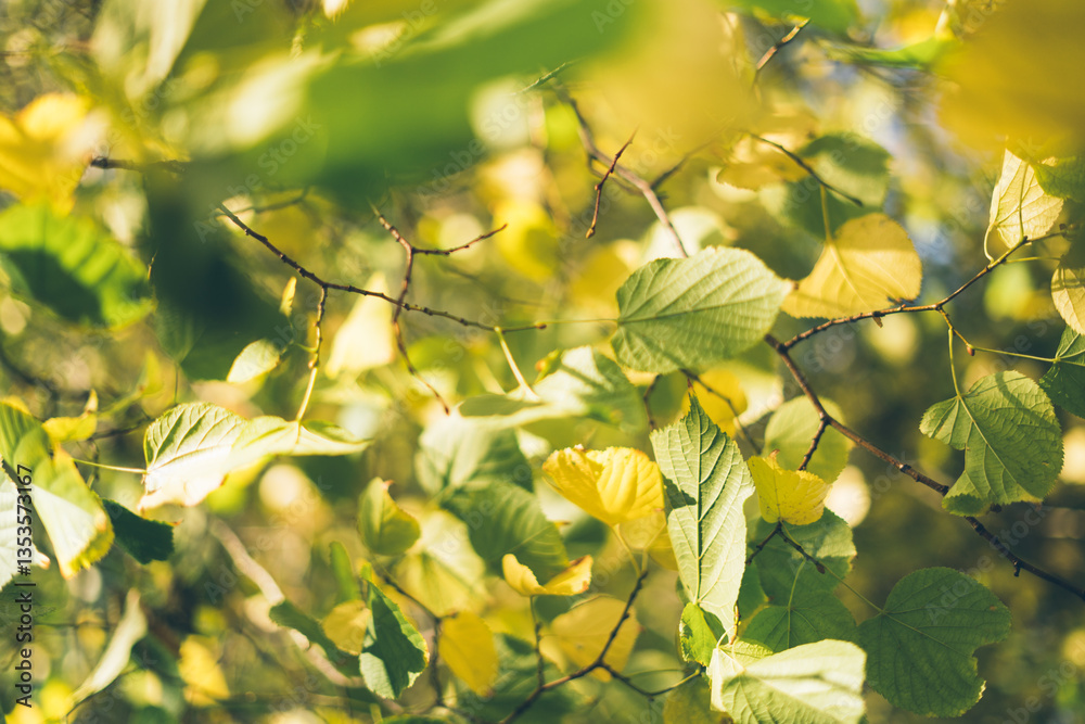 Sun rays through foliage leaves starting to turn Sun rays through foliage leaves starting to turn