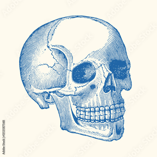 Vintage anatomy vector illustration with detailed hand-drawn style. High-quality and scalable design for various creative uses