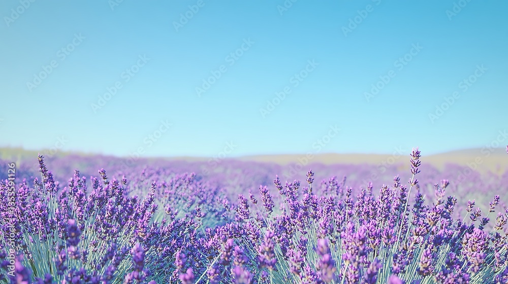 Naklejka premium Lavender field in Provence