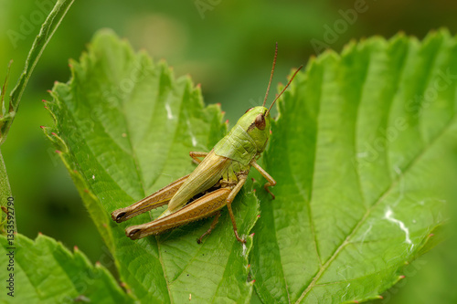 A closeup of a meadow grasshopper, Pseudochorthippus parallelus perched on a green leaf photo