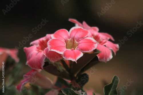 Desert Rose