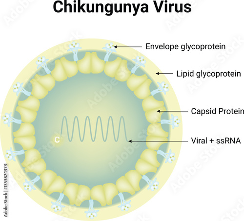 Chikungunya Virus Structure Vector Illustration