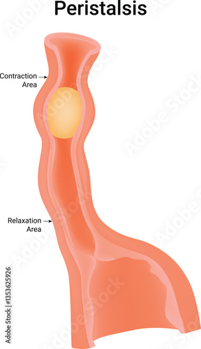 Peristalsis Wavelike Muscle Contractions Vector Illustration
