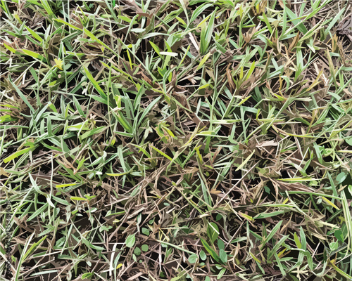 Grass texture background vector. Grass, background, texture, green, vector, nature, illustration, summer, field. Can use for infographic, banner, poster, web design. 